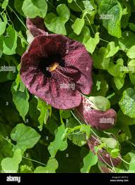 Attēlu rezultāti vaicājumam “Aristolochia durior flower”