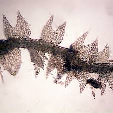 Attēlu rezultāti vaicājumam “Cephalozia catenulata”