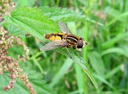 Attēlu rezultāti vaicājumam “Helophilus hybridus male”
