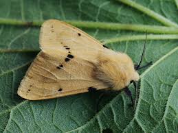 Attēlu rezultāti vaicājumam “Spilosoma lutea larva”
