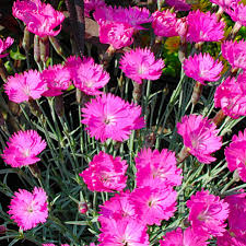 Image result for Dianthus gratianopolitanus