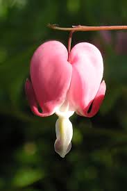 Image result for tränendes Herz