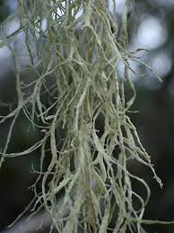 Attēlu rezultāti vaicājumam “Ramalina thrausta”