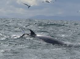 Image result for Balaenoptera acutorostrata