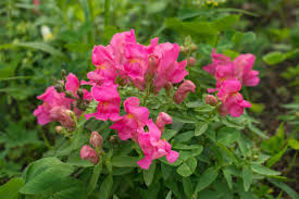 Attēlu rezultāti vaicājumam “Antirrhinum majus leaf”