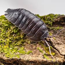 Attēlu rezultāti vaicājumam “Armadillidium pulchellum”