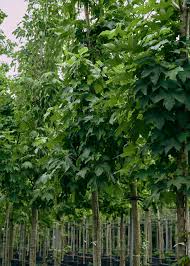 Attēlu rezultāti vaicājumam “Acer pseudoplatanus”