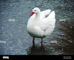 Image result for Anser caerulescens