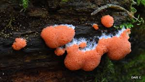 Attēlu rezultāti vaicājumam “Tubifera ferruginosa (subsp. ferruginosa) sessile”