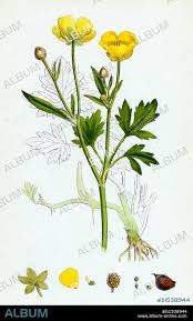 Attēlu rezultāti vaicājumam “Ranunculus repens”