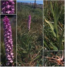 Attēlu rezultāti vaicājumam “Dactylorhiza maculata leaf”