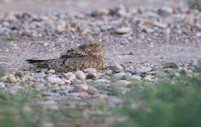 Image result for Caprimulgus aegyptius