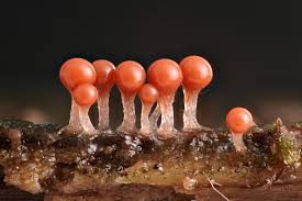 Attēlu rezultāti vaicājumam “Trichia decipiens”