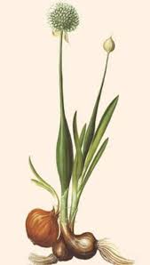 Attēlu rezultāti vaicājumam “Allium cepa”