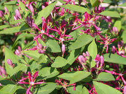 Attēlu rezultāti vaicājumam “Lonicera tatarica flower”