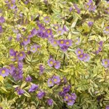 Image result for Polemonium coeruleum album