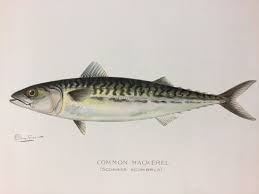 Image result for Scomber scombrus