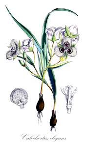 Attēlu rezultāti vaicājumam “Liliaceae”