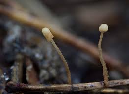 Attēlu rezultāti vaicājumam “Heyderia pusilla”