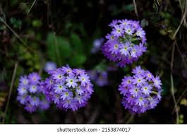 Attēlu rezultāti vaicājumam “Primula farinosa”