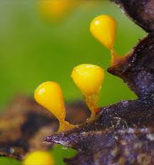 Attēlu rezultāti vaicājumam “Craterium minutum stalked”