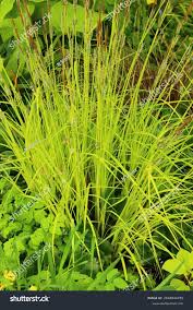 Attēlu rezultāti vaicājumam “Carex elata”