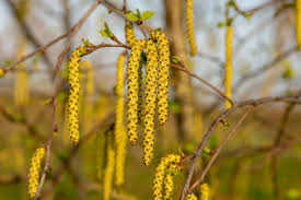 Attēlu rezultāti vaicājumam “Betula pubescens”