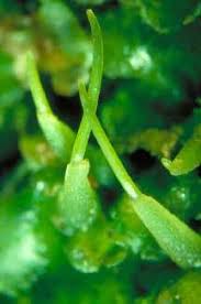 Attēlu rezultāti vaicājumam “Paraleucobryum longifolium sporophyte”