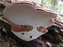 Attēlu rezultāti vaicājumam “Ganoderma applanatum”