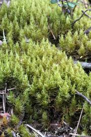 Attēlu rezultāti vaicājumam “Dicranum spurium”