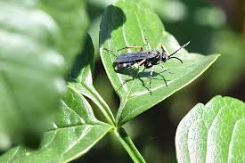 Attēlu rezultāti vaicājumam “Pompilidae”
