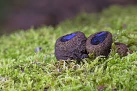 Attēlu rezultāti vaicājumam “Bulgaria inquinans”