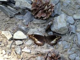 Attēlu rezultāti vaicājumam “Hipparchia alcyone underside”