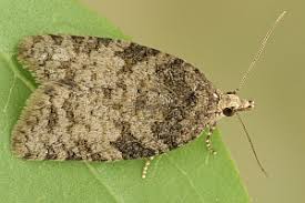 Attēlu rezultāti vaicājumam “Capua vulgana”