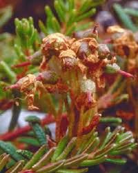 Attēlu rezultāti vaicājumam “Ledum palustre fruit”