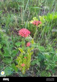 Attēlu rezultāti vaicājumam “Silene chalcedonica fruit”