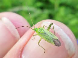 Attēlu rezultāti vaicājumam “Adelphocoris quadripunctatus”