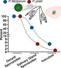 Attēlu rezultāti vaicājumam “Lignydium muscorum plasmodium”