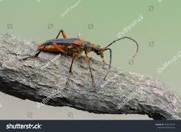 Attēlu rezultāti vaicājumam “Stenocorus meridianus”