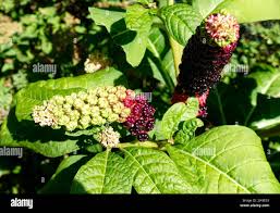 Attēlu rezultāti vaicājumam “Phytolacca acinosa fruit”