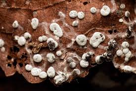 Attēlu rezultāti vaicājumam “Diderma roanense stalked”