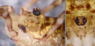 Attēlu rezultāti vaicājumam “Lophopilio palpinalis”