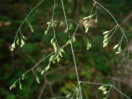 Attēlu rezultāti vaicājumam “Milium effusum flower”