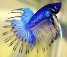 How to feed a Betta fish