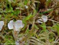 Attēlu rezultāti vaicājumam “Arrhenia retiruga”