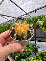 Image result for Gymnocalycium