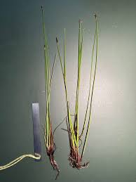 Attēlu rezultāti vaicājumam “Eleocharis uniglumis”