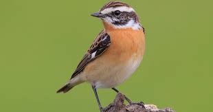 Attēlu rezultāti vaicājumam “Saxicola rubetra”