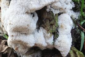 Attēlu rezultāti vaicājumam “Antrodia albida”