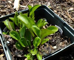 Attēlu rezultāti vaicājumam “Swertia perennis leaf”